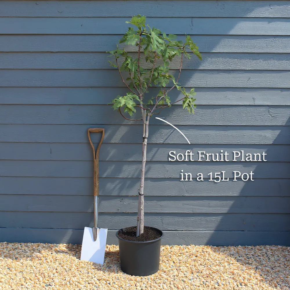 5ft Half Standard 'Ice Crystal Fig Tree | 15L Pot - Image 4