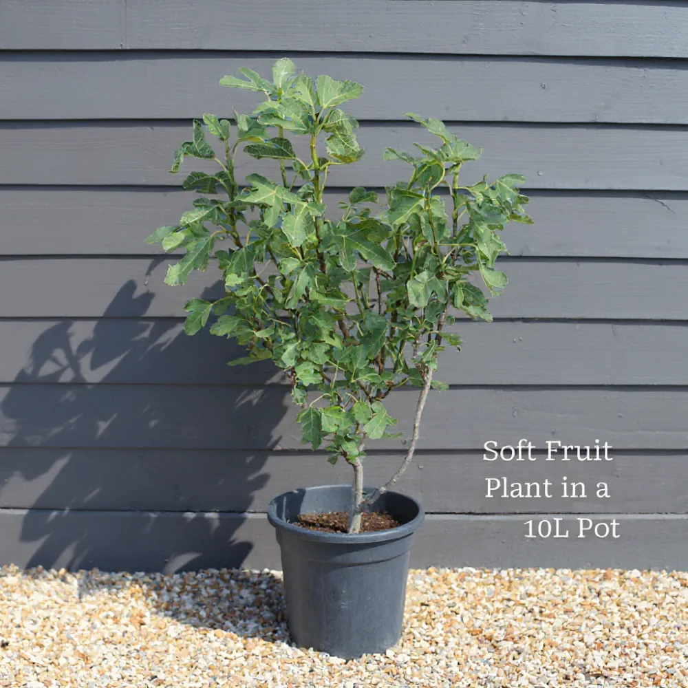 5ft Half Standard UK Hardy Fig Tree | 'Brown Turkey' | 10L Pot - Image 3