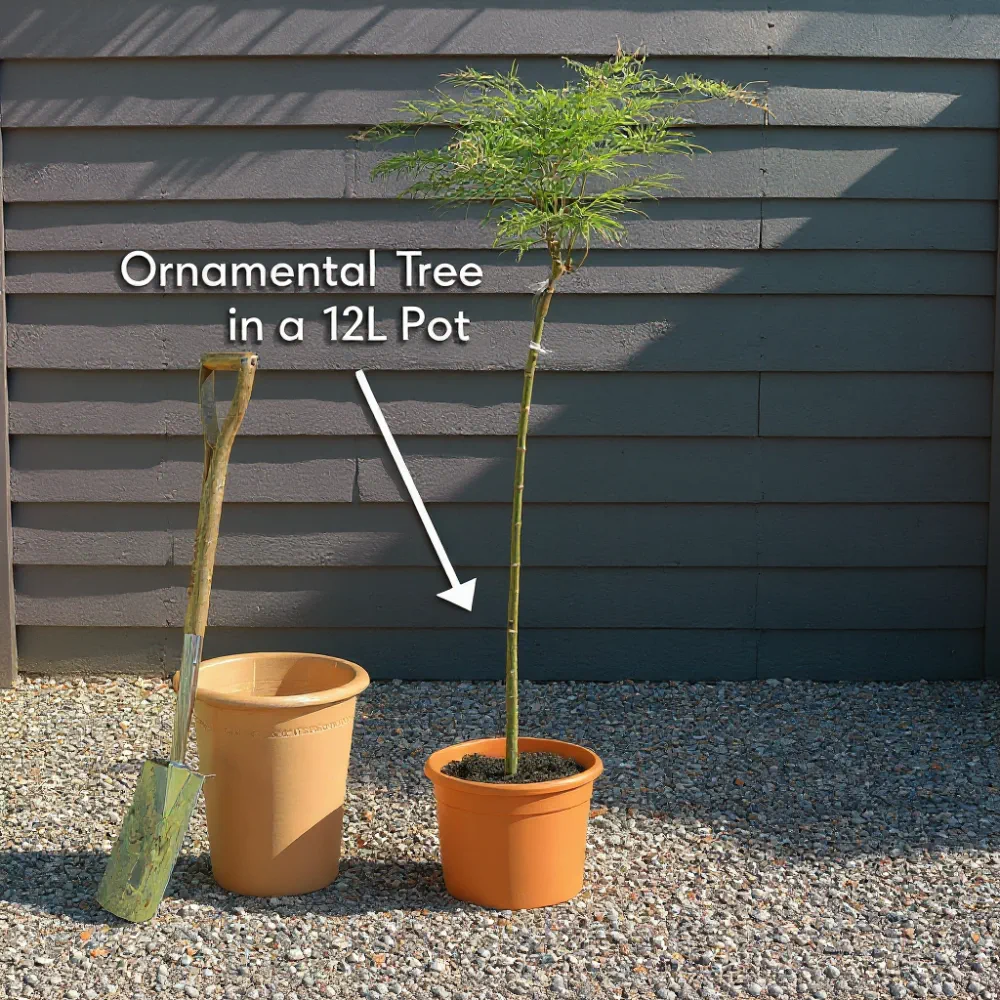 5ft Japanese Maple Tree | Acer palmatum 'Osakazuki' | 12L Pot - Image 3