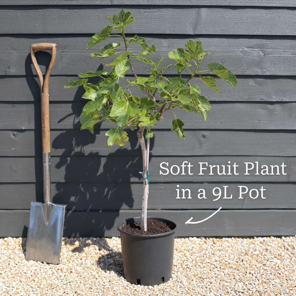 5ft Jenny Hardy Kiwi Plant | 9L Pot - Image 3