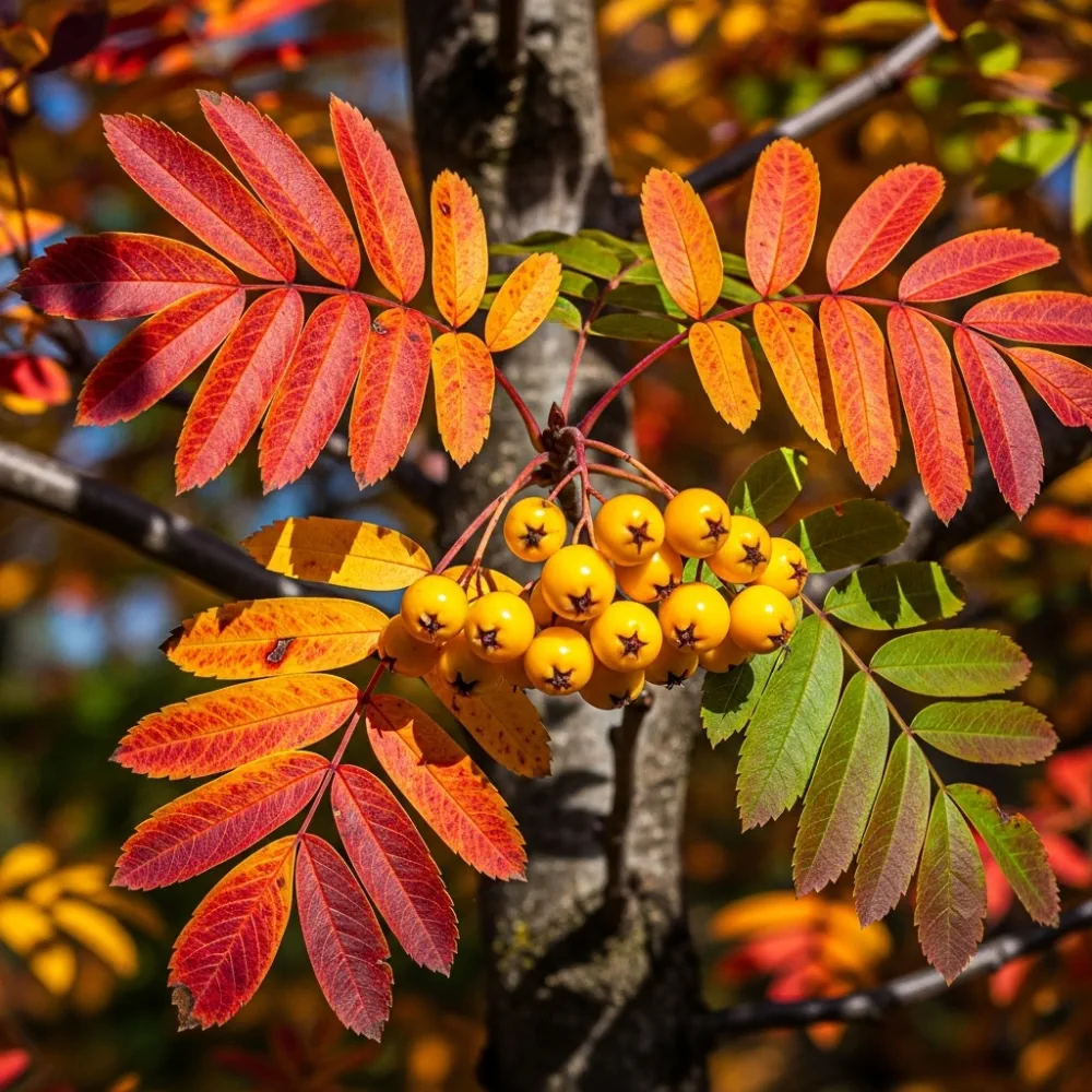 5ft 'Joseph Rock' Rowan Tree | Sorbus | Bare Root | 2 Years Old - Image 2