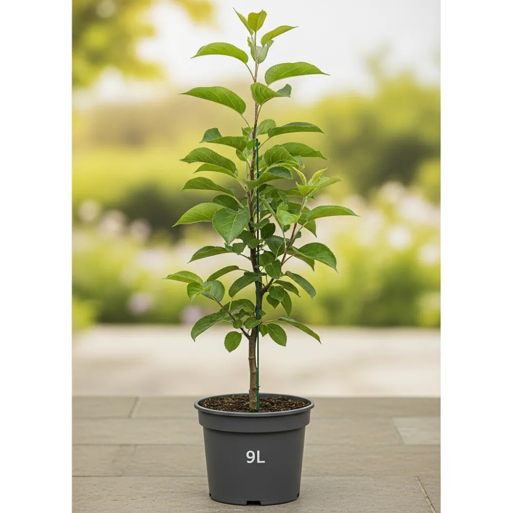 5ft 'Laxton's Superb' Apple Tree | 9L Pot | 2 Years Old