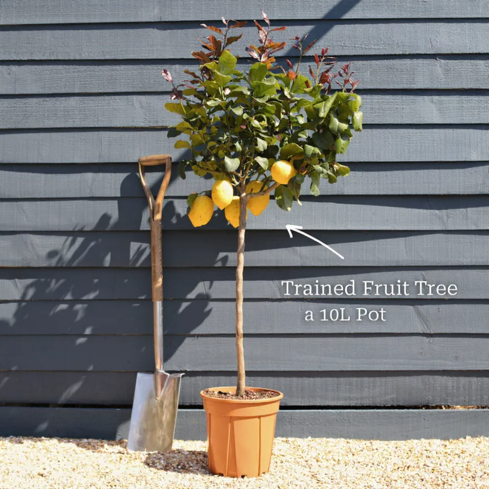 5ft Mature Patio Lemon Tree | 4 Seasons Lemon | Grafted Tree in a 15L Pot | 3 Sizes - Image 8