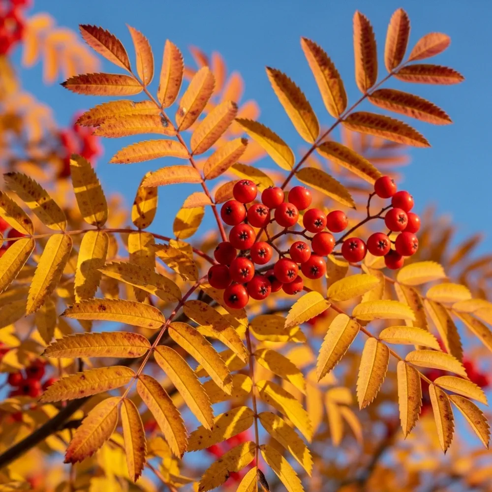 5ft Mountain Ash Rowan Tree | Sorbus aucuparia | 9L Pot | 2 Years Old - Image 7