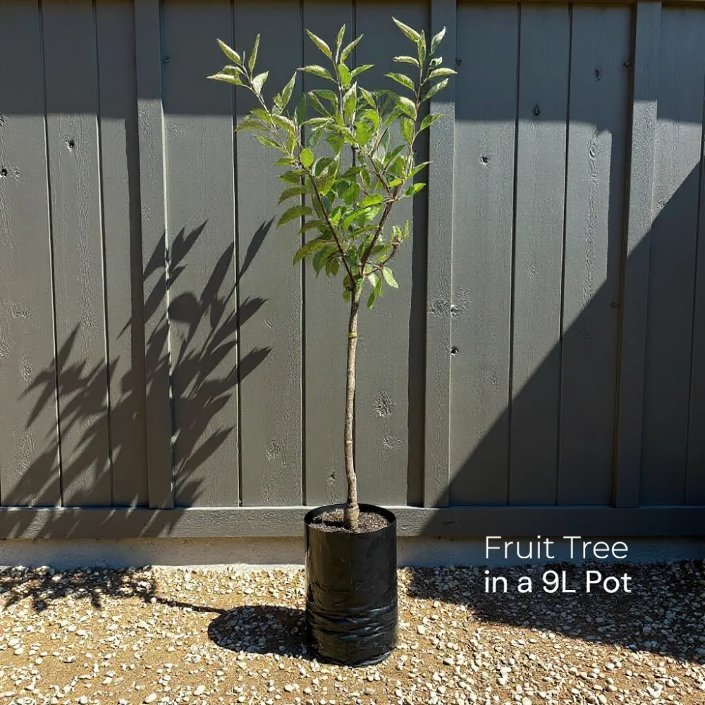 5ft 'Old Greengage' Plum Tree | 7.5L Pot | 2 Years Old - Image 6