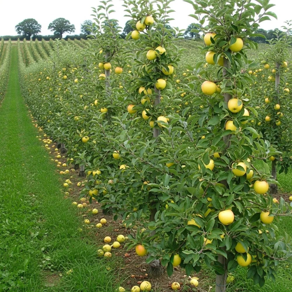 5ft 'Pitmaston Pineapple' Apple Tree | Bare Root | 2 Years Old - Image 2