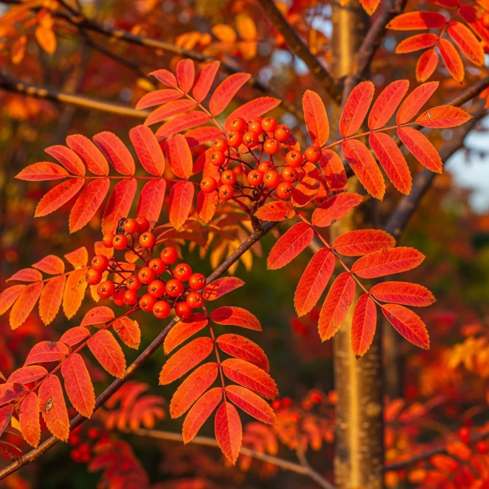 5ft Scarlet Japanese Rowan Tree | Sorbus commixta 'Embley' | 7.5L Pot | 2 Years Old - Image 2