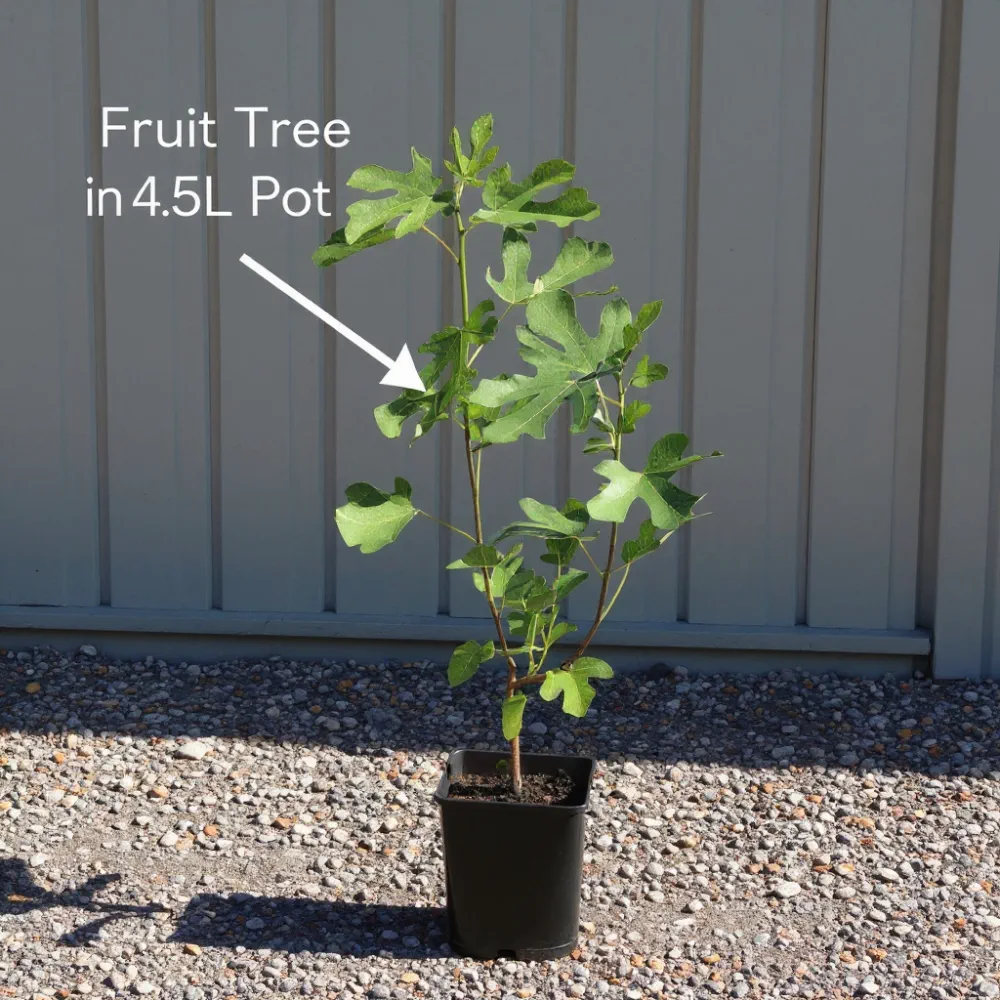3ft 'Stella' Cordon Cherry Tree - Image 8