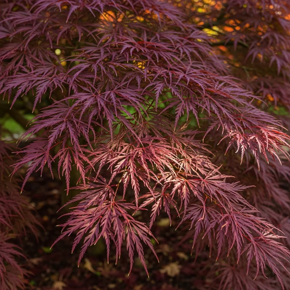 5ft 'Tamukeyama' Japanese Maple Tree | 90cm Stem Top-Worked Tree | 15L Pot