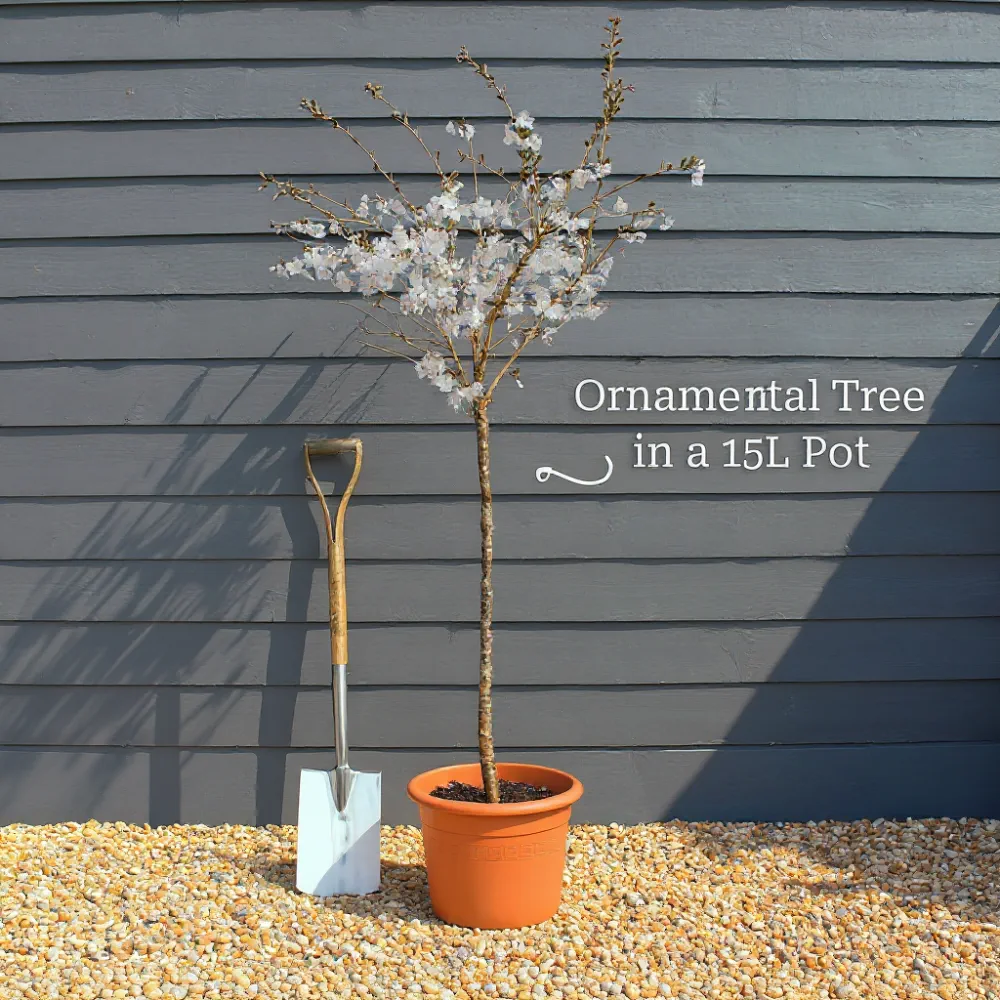 5ft 'Tamukeyama' Japanese Maple Tree | 90cm Stem Top-Worked Tree | 15L Pot - Image 6
