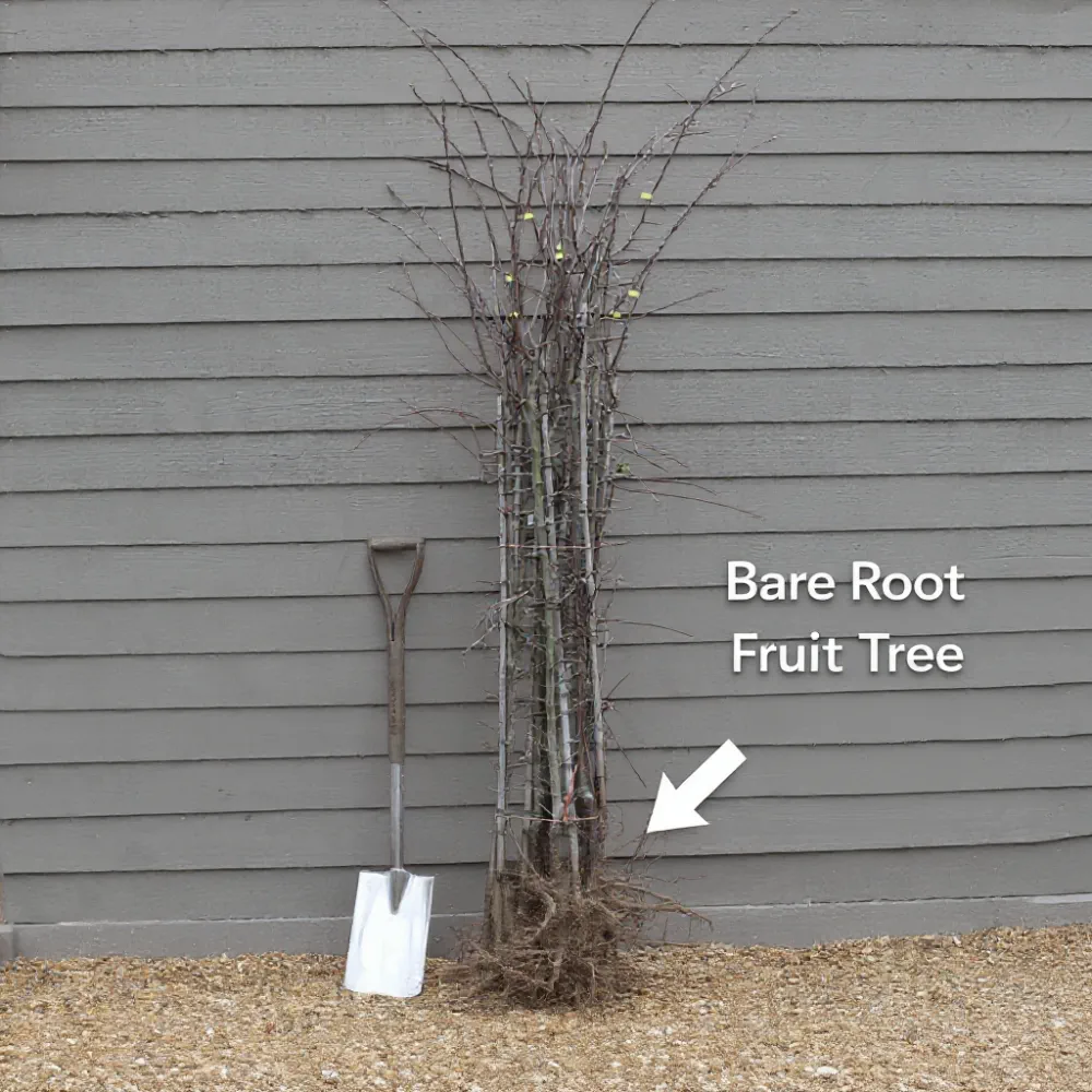 5ft Van' Cherry Tree | Bare Root | 2 Years Old - Image 4