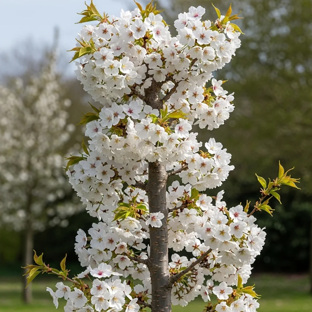 5ft White Columnar Cherry Blossom Tree | Prunus 'Spire' | 7.5L Pot | 2 Years Old