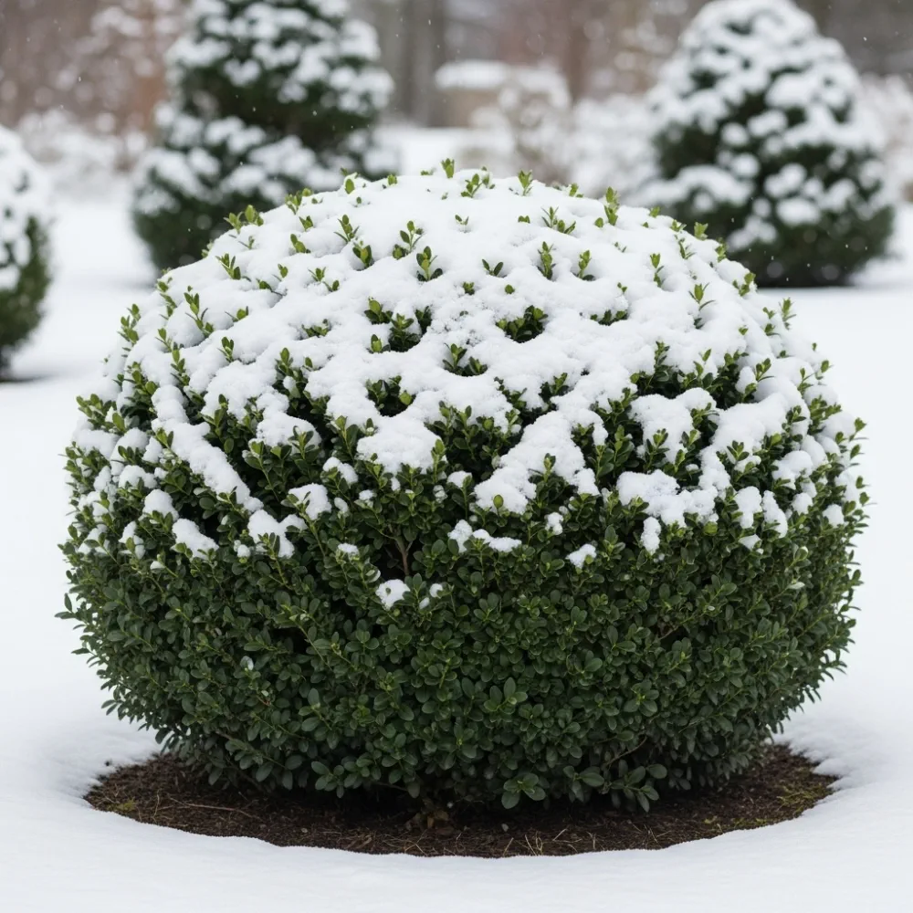 6 x 3ft Common Box Hedging | Buxus sempervirens | 3L Pot