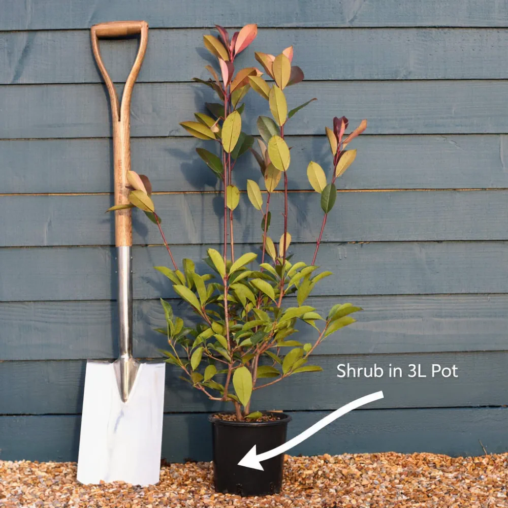 6 x 3ft Common Box Hedging | Buxus sempervirens | 3L Pot - Image 7