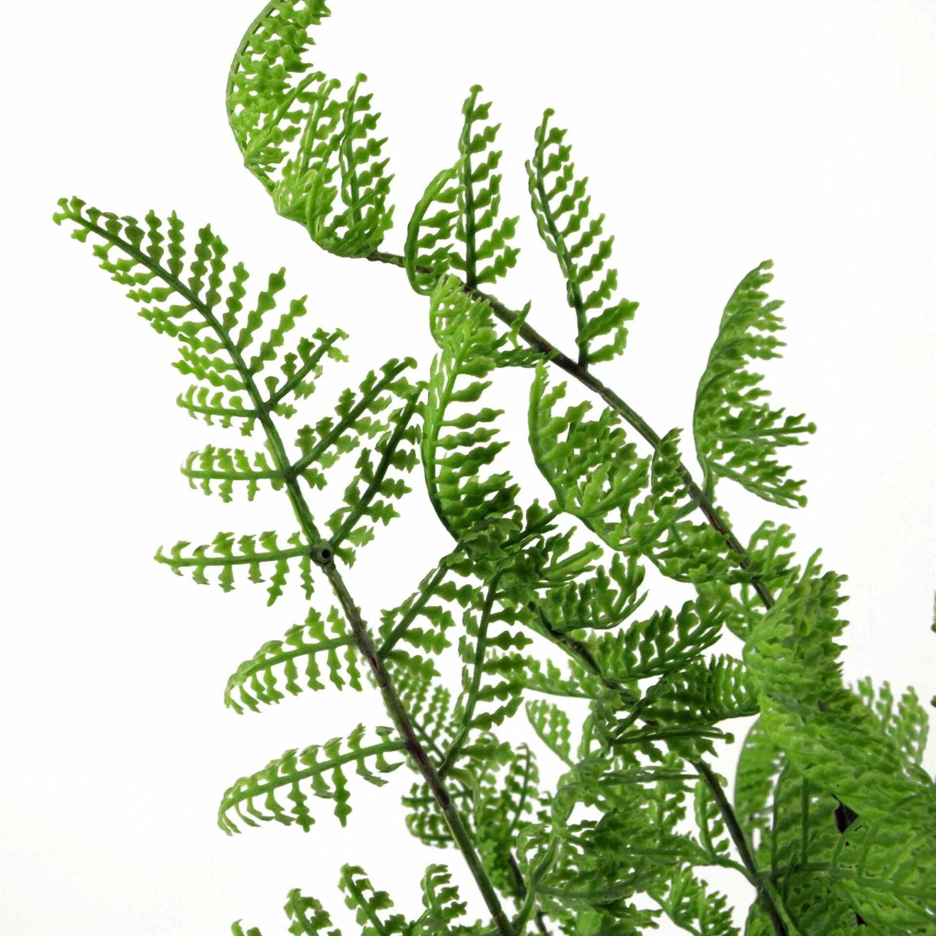 6 x 50cm Southern Wood Fern Bush Dark Green Plant - Image 3