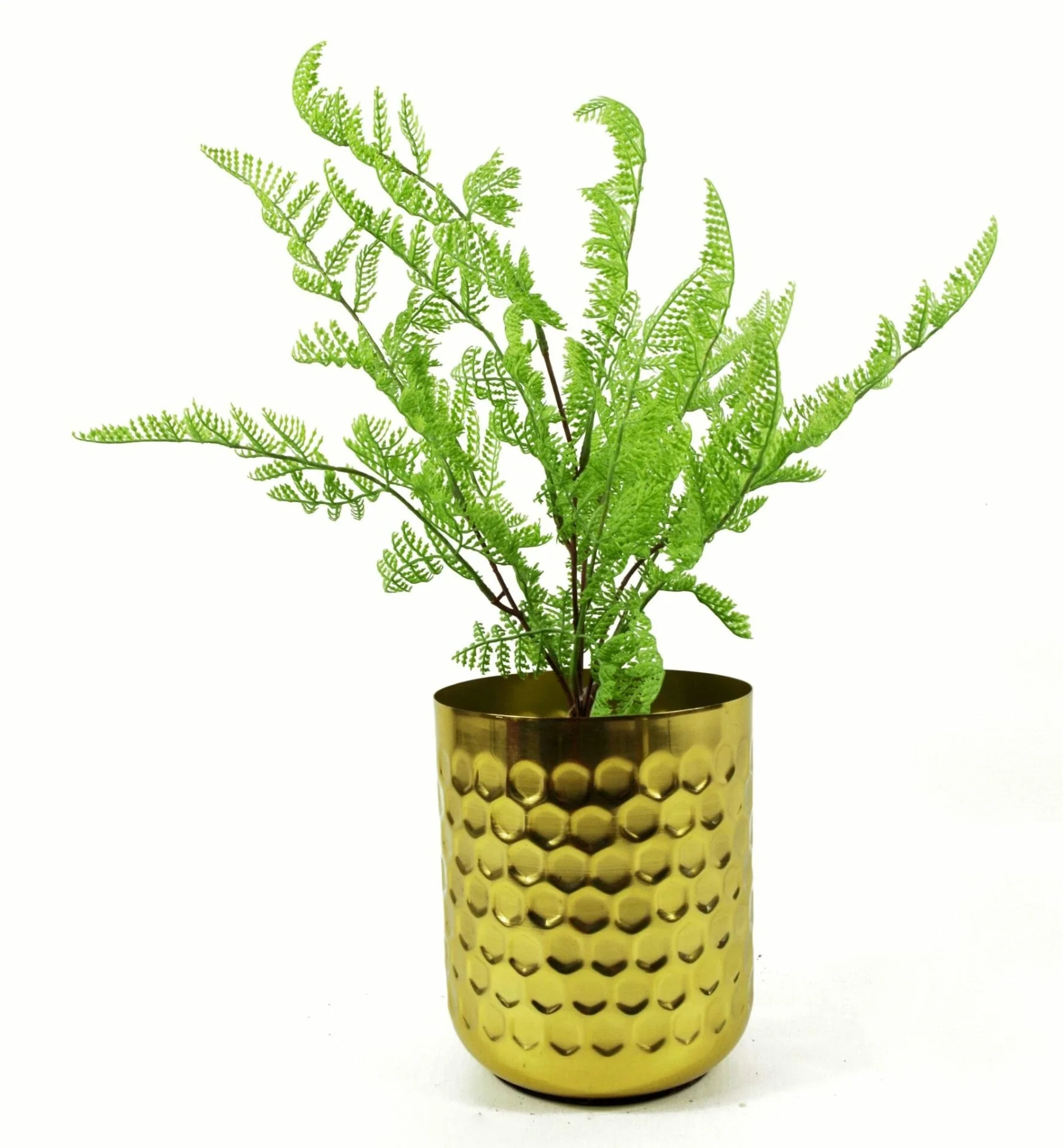 6 x 50cm Southern Wood Fern Bush Dark Green Plant - Image 4