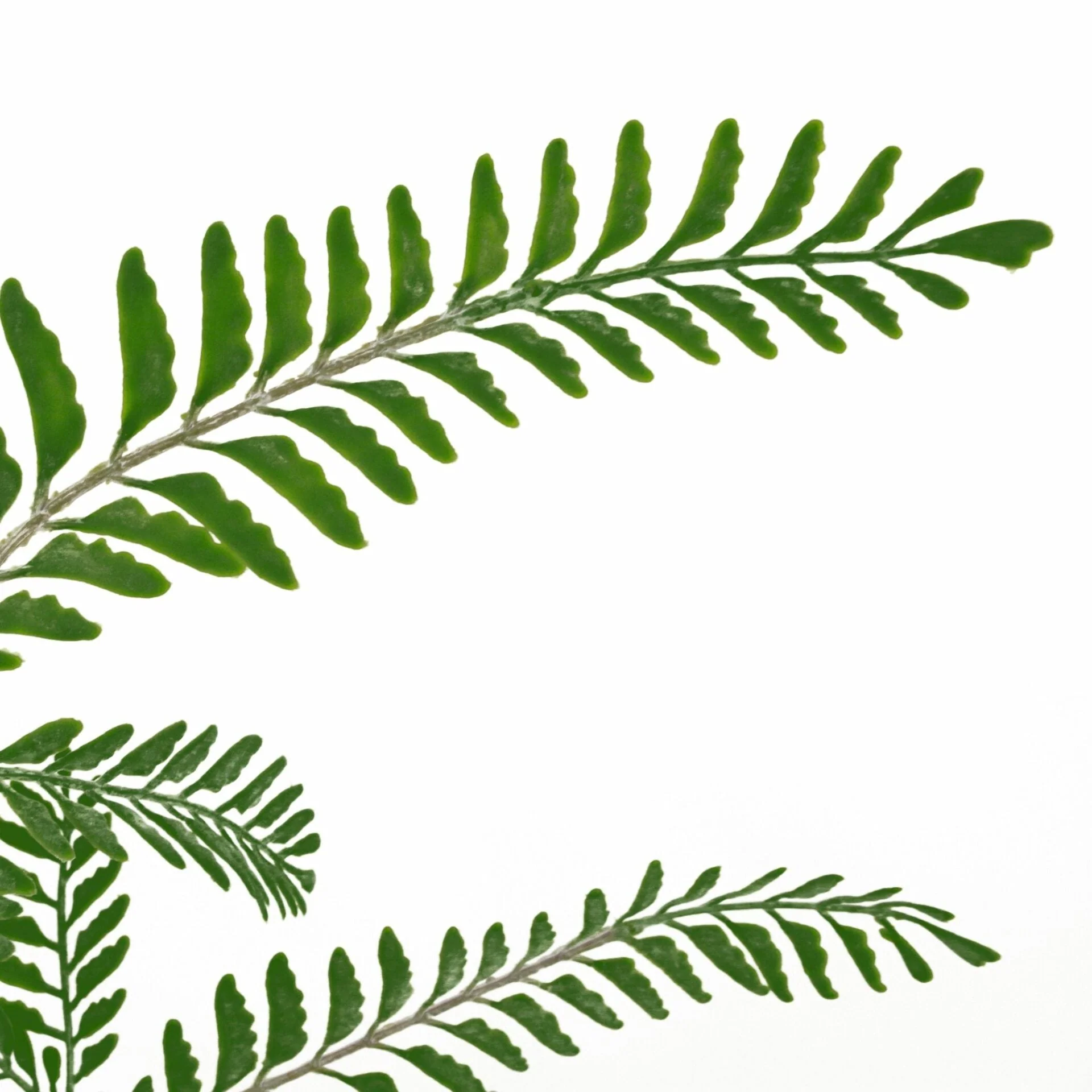 6 x 55cm Himilayan Maidenhair Fern Bush Dark Green Plant - Image 2