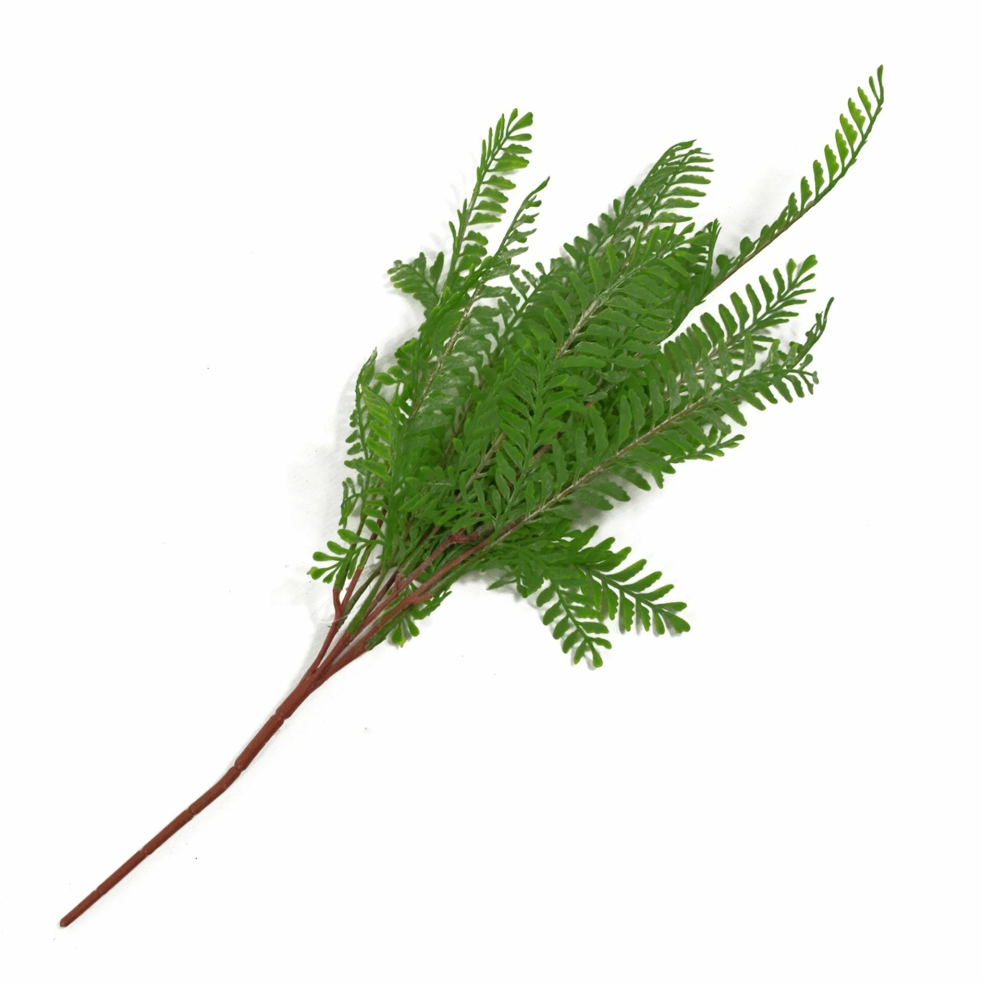 6 x 55cm Himilayan Maidenhair Fern Bush Dark Green Plant - Image 4