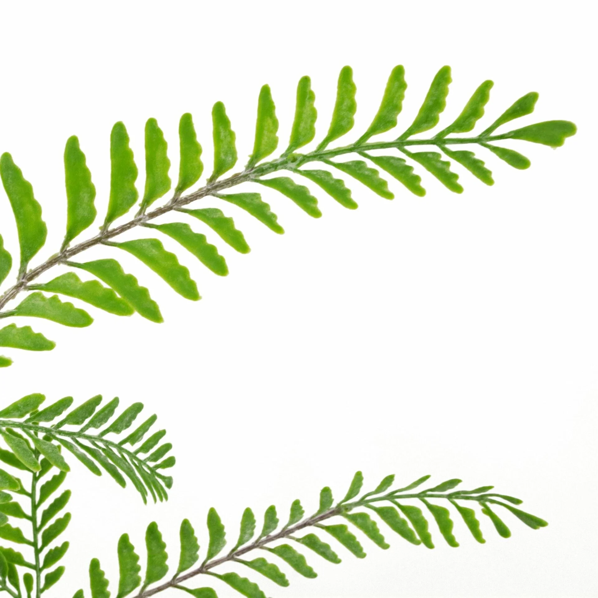 6 x 55cm Himilayan Maidenhair Fern Bush Light Green Plant - Image 2