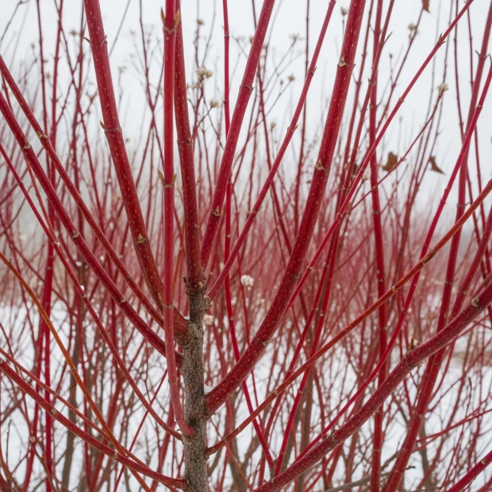 90cm Red-Barked Dogwood Hedging | Cornus alba | Bare Root - Image 3