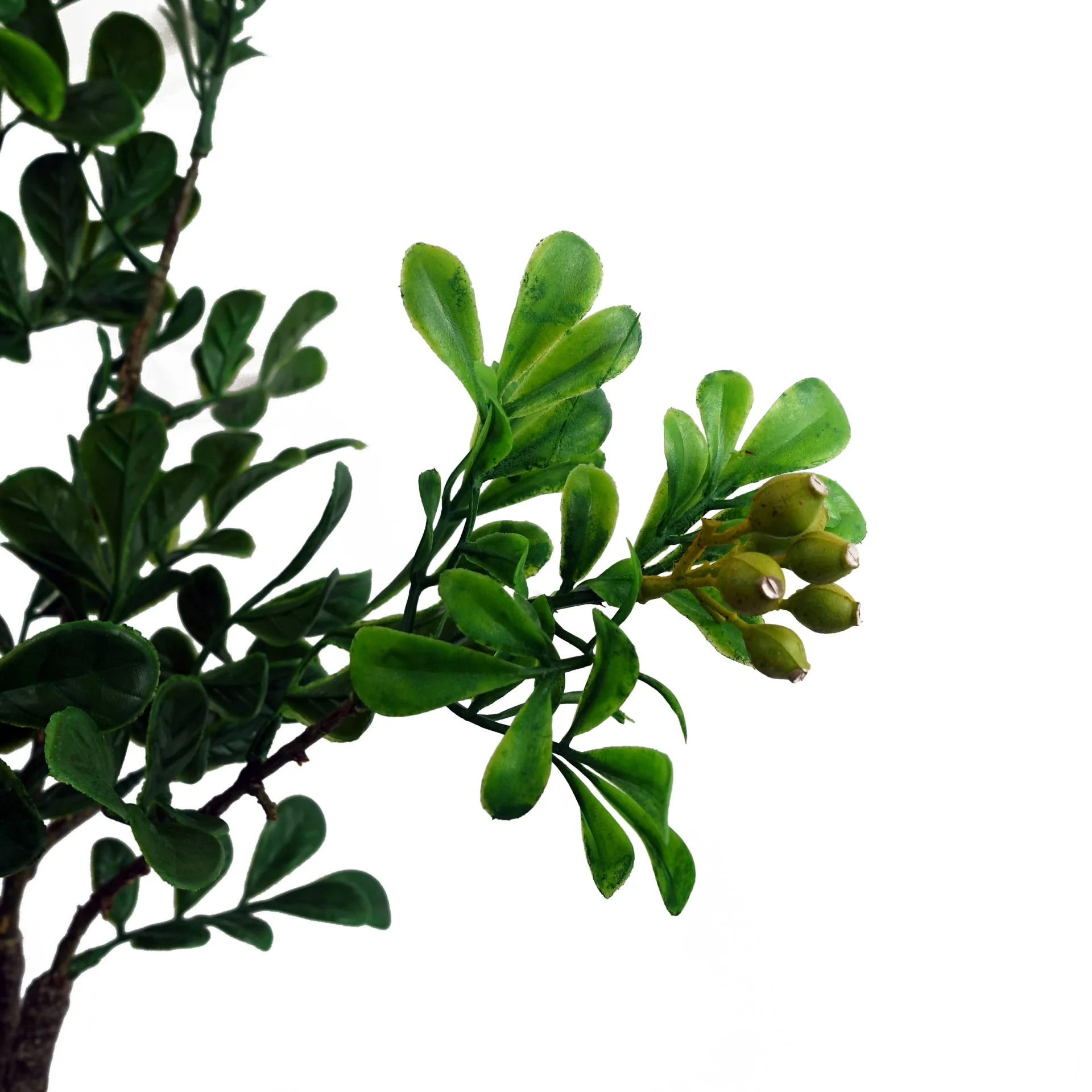 60cm Artificial Aglaia Odorata Bonsai Ficus Tree - Image 3