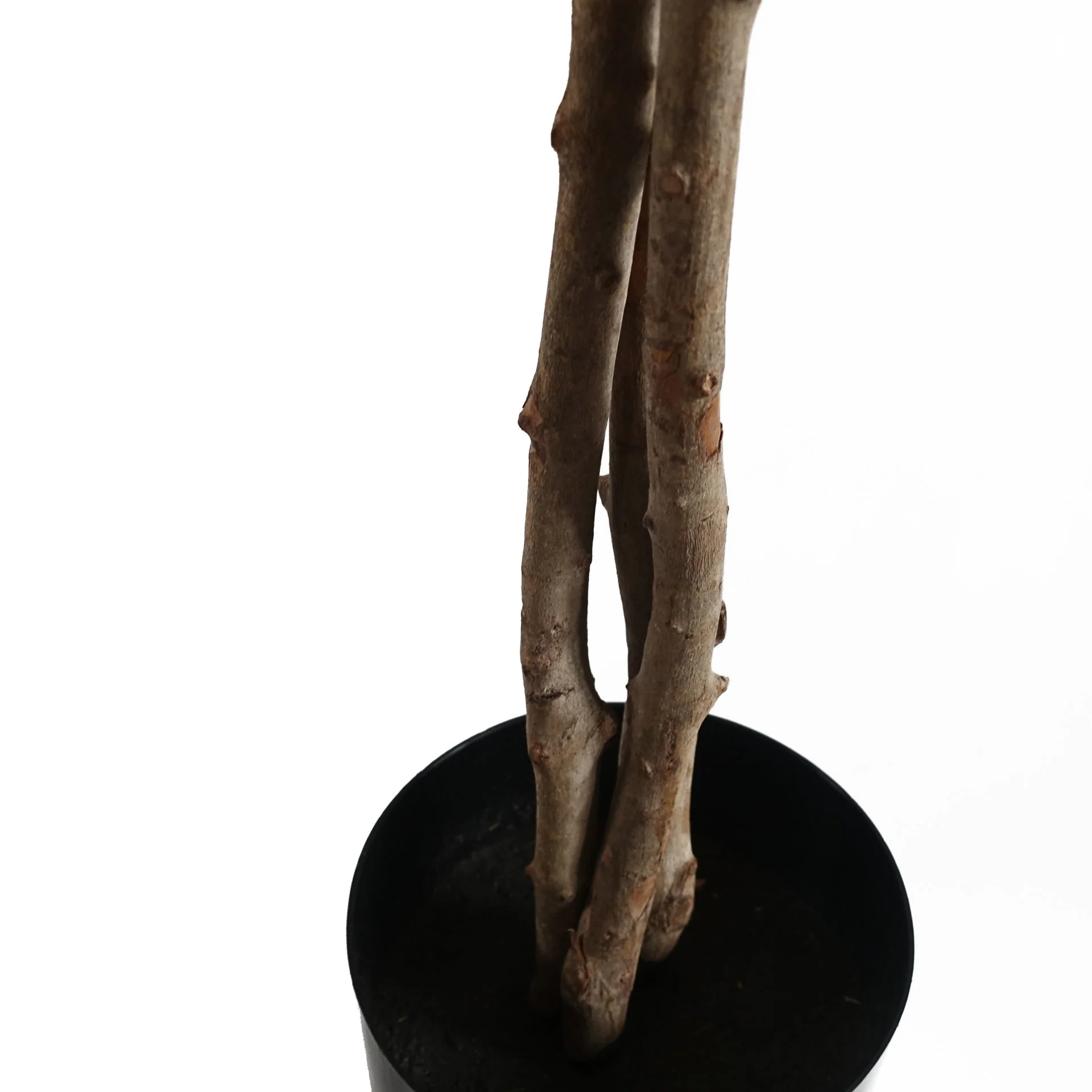 60cm Artificial Forsythia Tree - Image 3