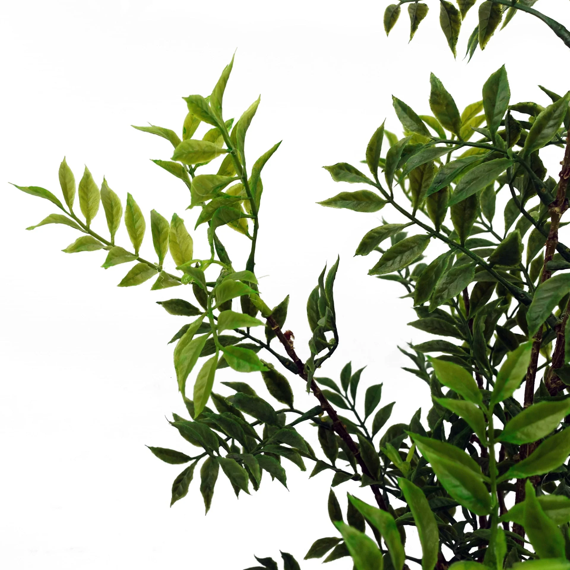 60cm Artificial Nandina Bonsai Ficus Tree - Image 3