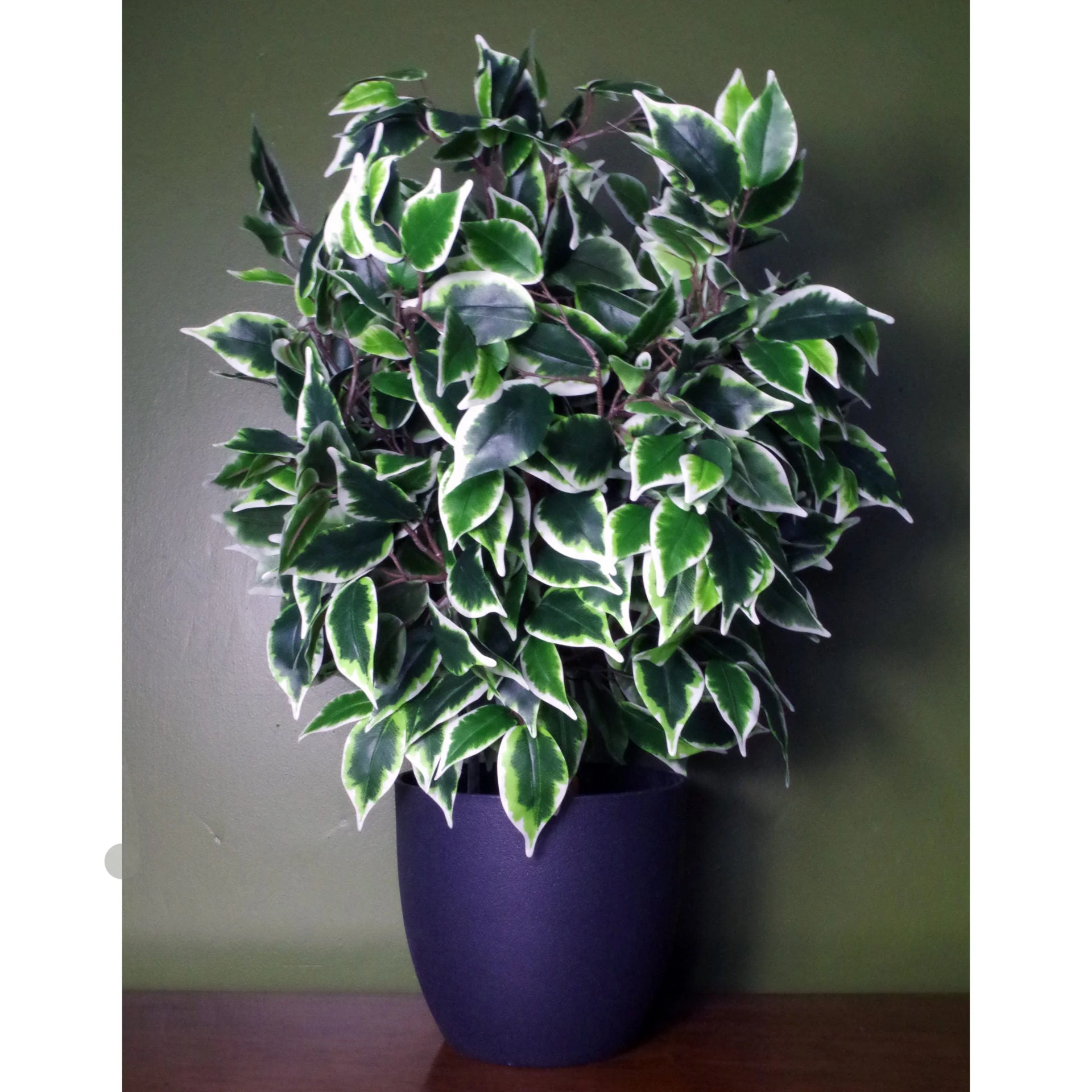 60cm Premium Artificial Variegated Artificial Ficus Ball in Pot - Image 2