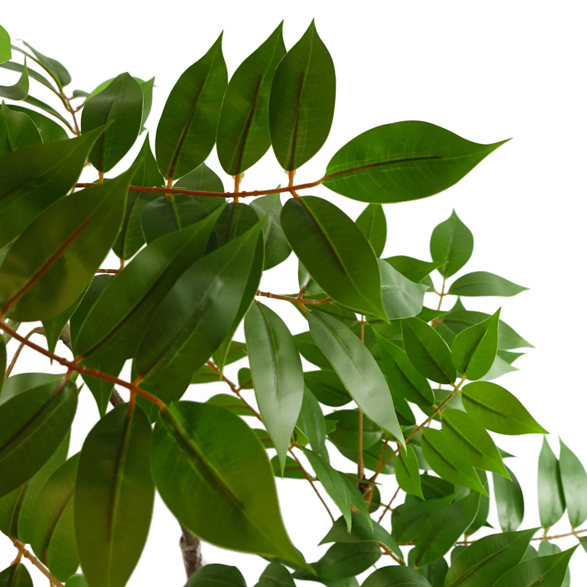 65cm Artificial Toona Sinensis Plant Evergreen - Image 4