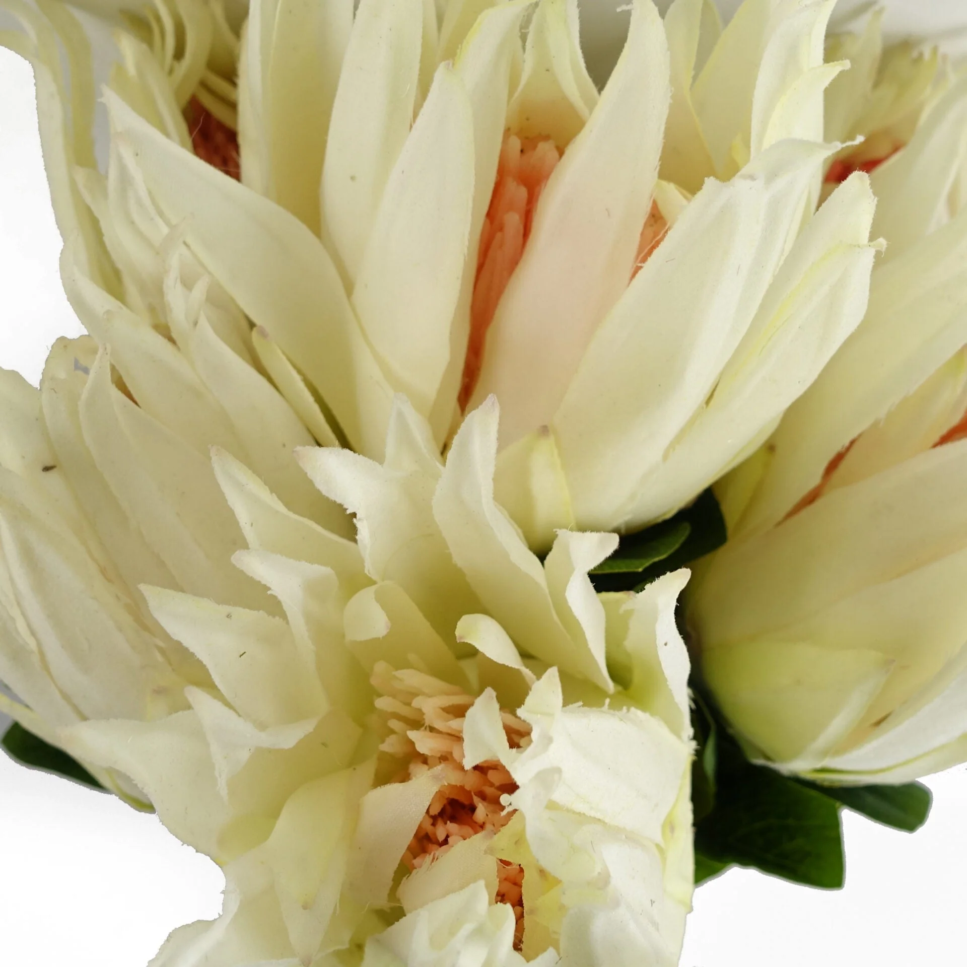 65cm Protea Sugarbush Flower Stem - White - Image 3