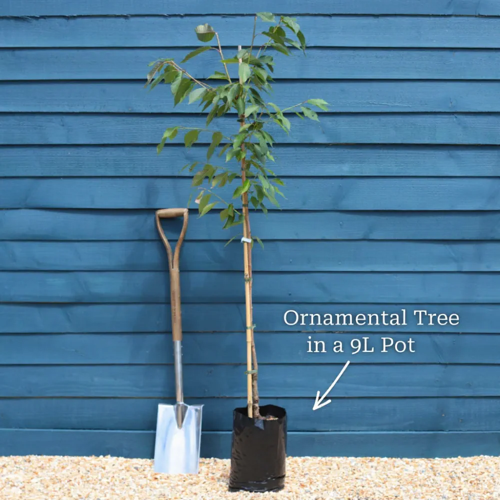 6ft Acer 'Crimson King' | Purple-Leaved Maple Tree | 9L Pot | 2 Years Old - Image 6