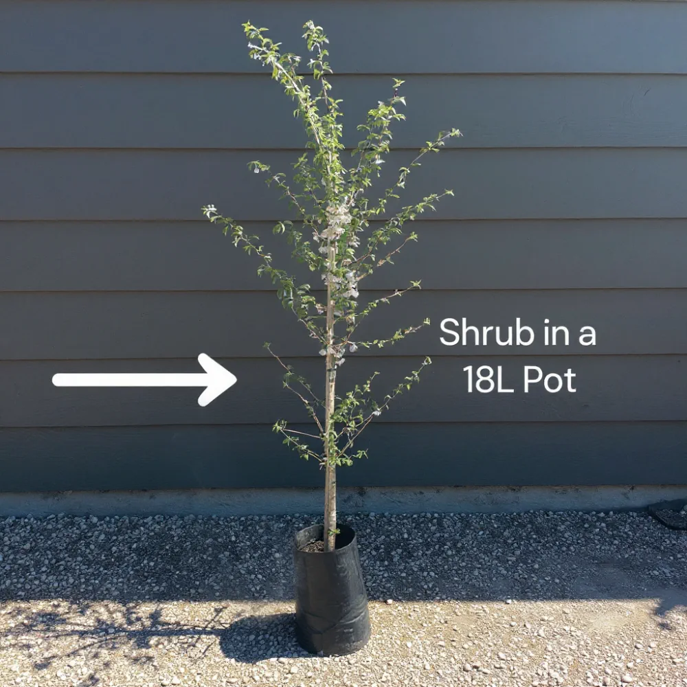 6ft Fagus Sylvatica Purpurea | 3 Year Old Mature Tree in a 18L Pot - Image 8