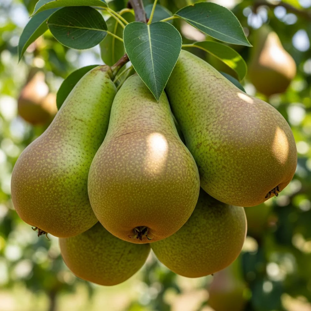 7ft Half-Standard 'Conference' Pear Tree | Mature Bare Root | 6/8cm Girth - Image 2