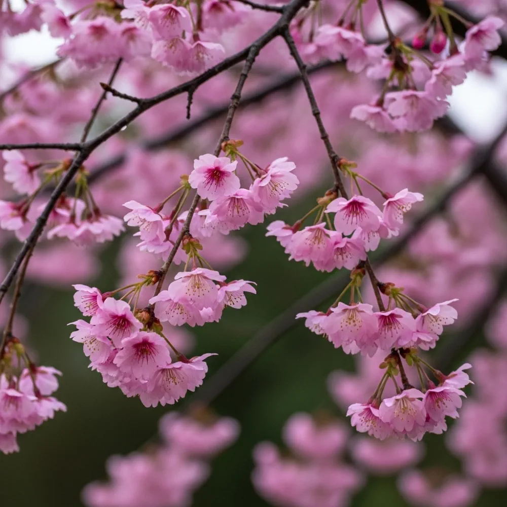 7ft Half-Standard Pink Winter Flowering Cherry Blossom Tree | Mature Bare Root 'Autumnalis Rosea' | 6/8cm Girth