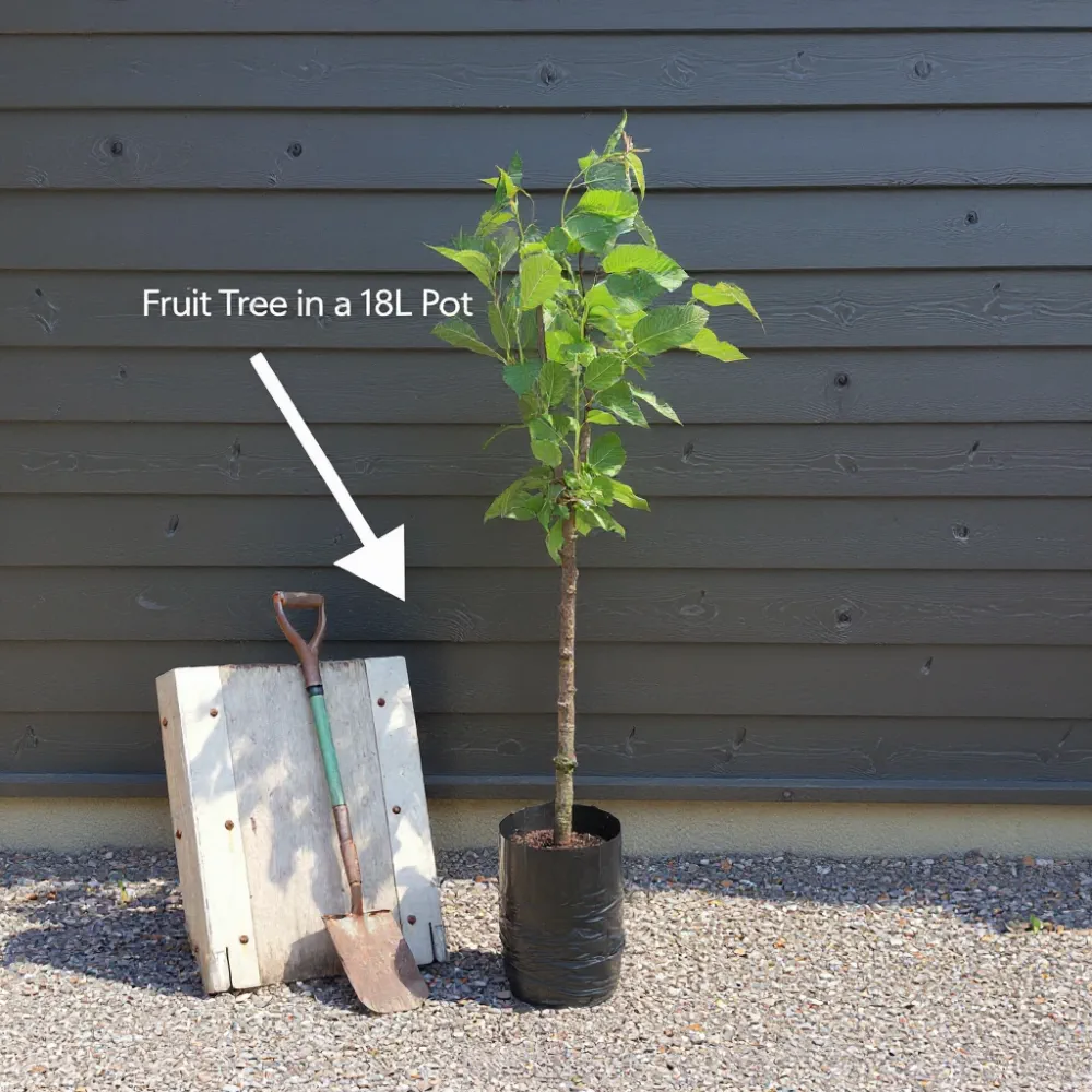 7ft 'Hauszwetsche' Mature Plum Tree | 18L Pot - Image 3