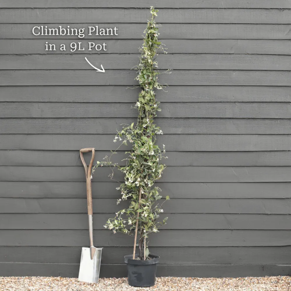 5ft Mature Grafted Chinese Wisteria | Wisteria Sinensis | 9L Pot - Image 7