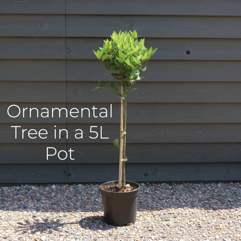4ft Silver Birch Tree | Betula Pendula | 9L Pot - Image 9