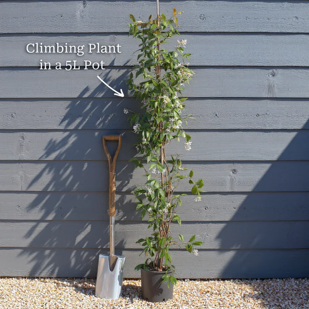 7ft Star Jasmine | Trachelospermum jasminoides | 5L Pot - Image 7