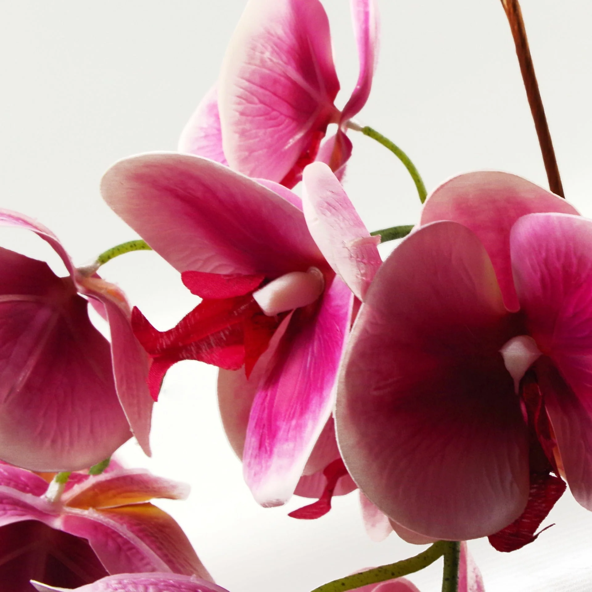 70cm Artificial Orchid Dark Pink with Silver Ceramic Planter - Image 2
