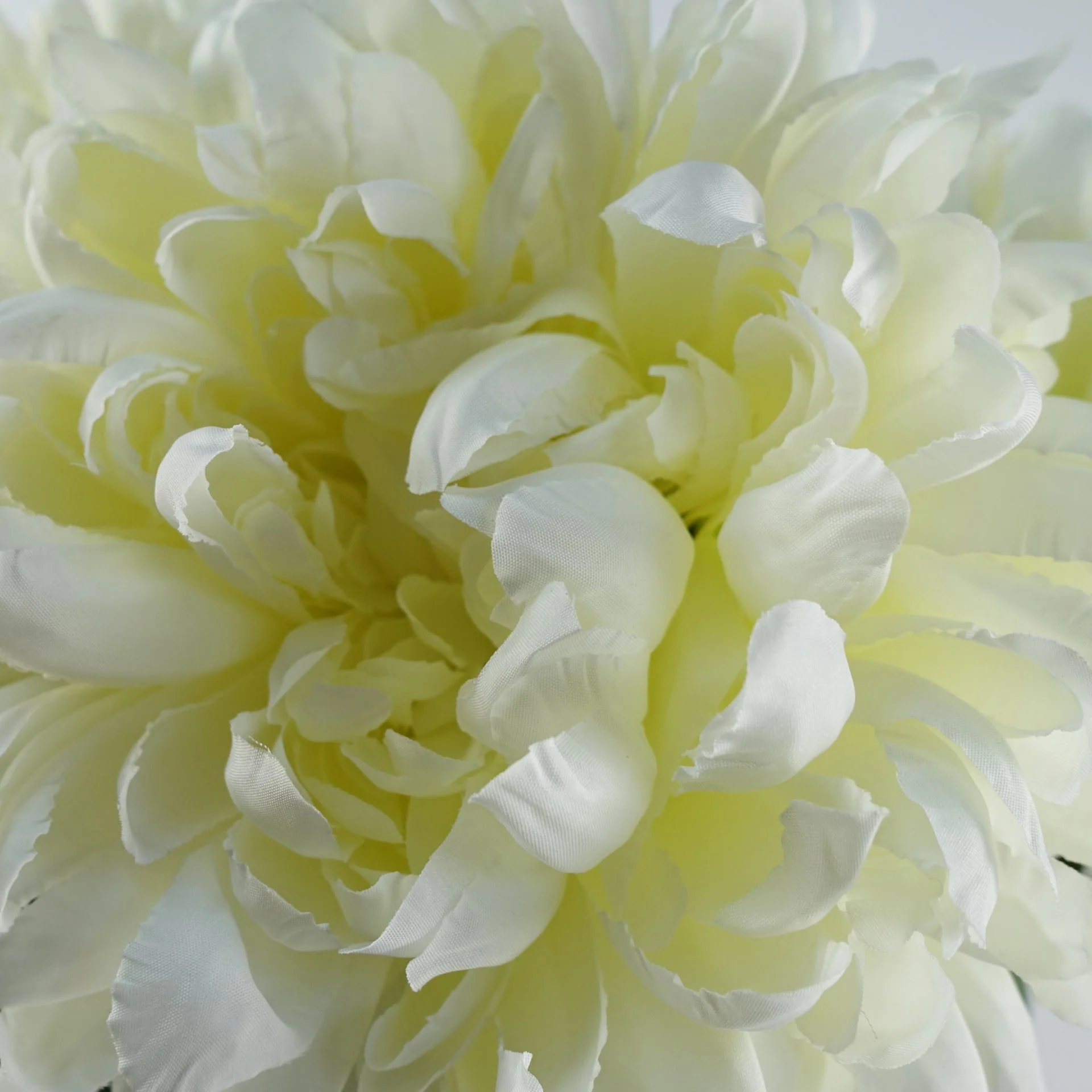 75cm Extra Large Reflex Chrysanthemum - White - Image 2