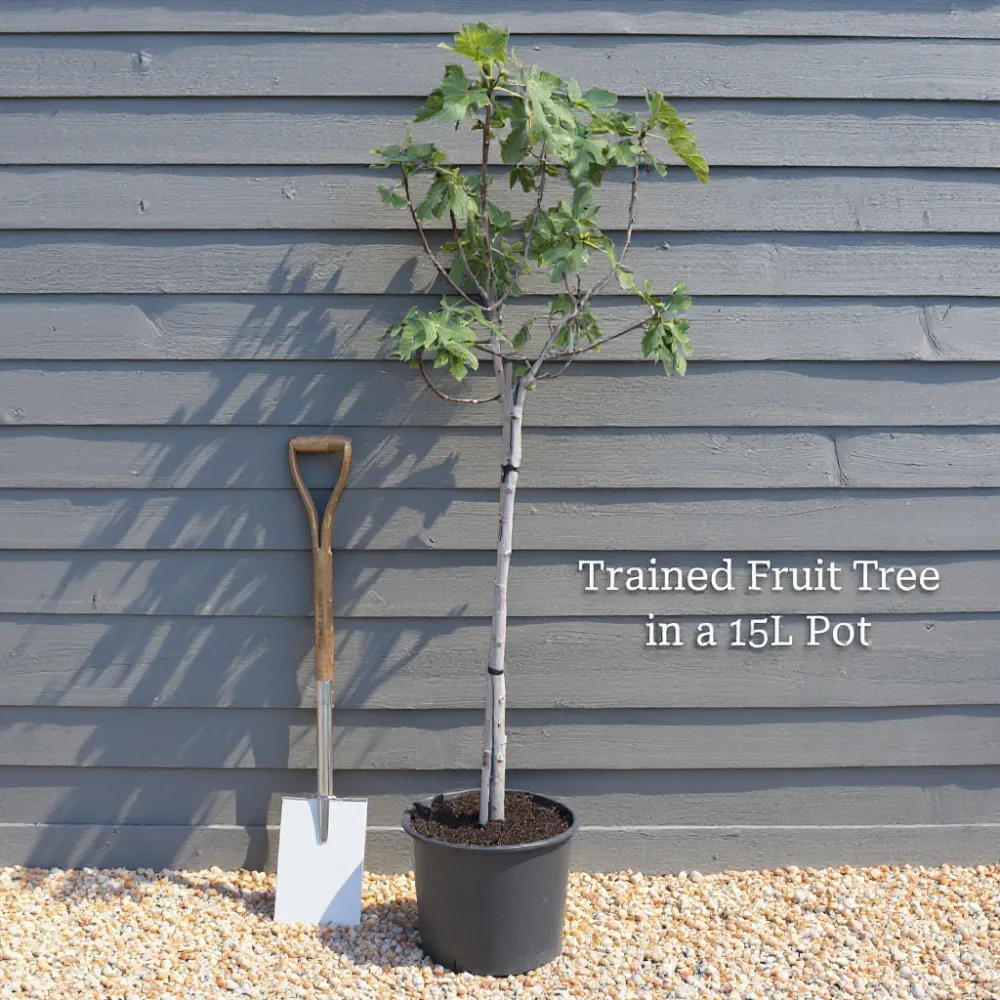 7ft 'Brown Turkey' Half-Standard Fig Tree | 15L Pot - Image 6