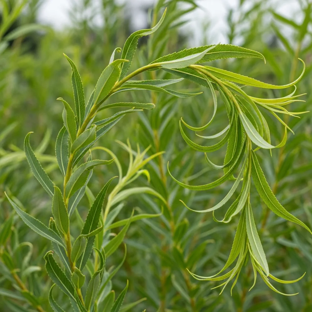 100cm Corkscrew Willow Hedging | Salix matsudana 'Tortuosa' | Bare Root