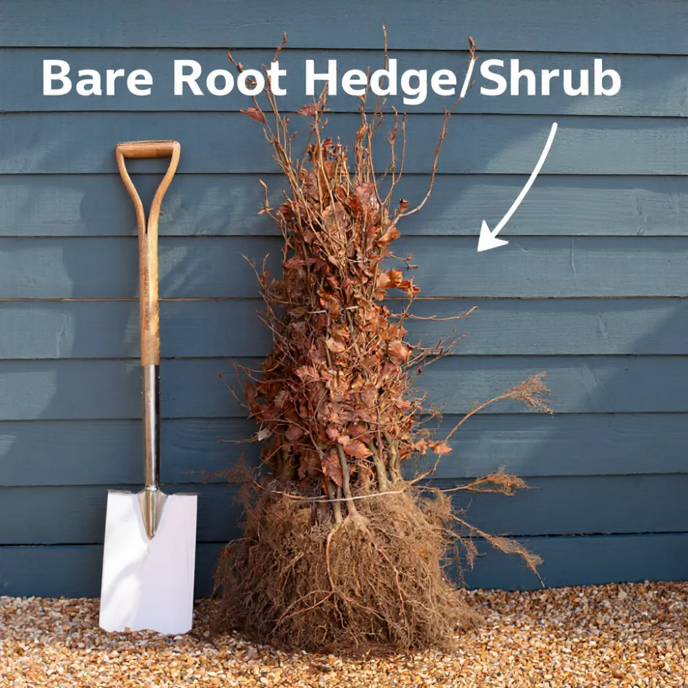 100cm Sweet Cherry Hedging | Prunus avium | Bare Root - Image 4