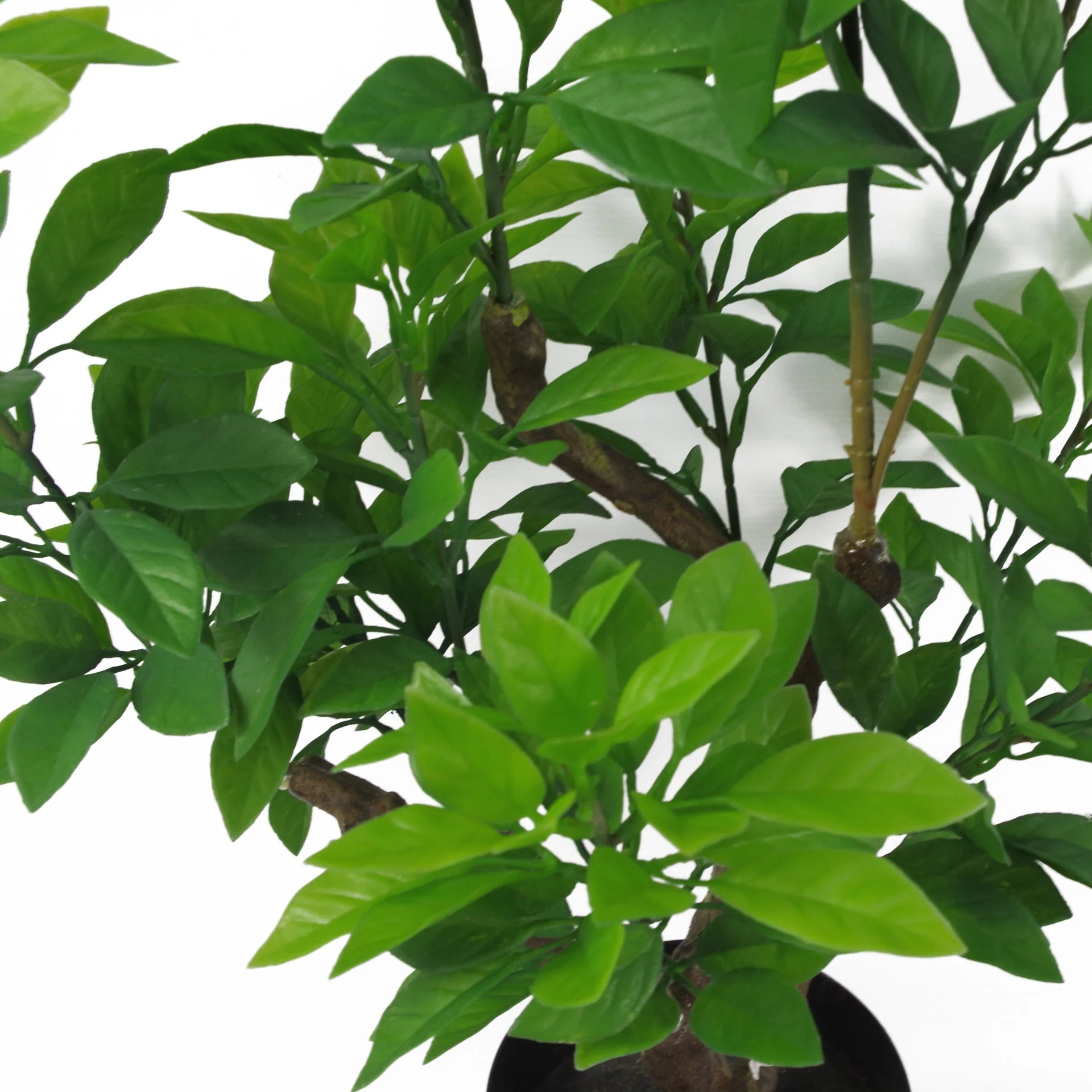 80cm Artificial Green Ficus Tree - Image 3