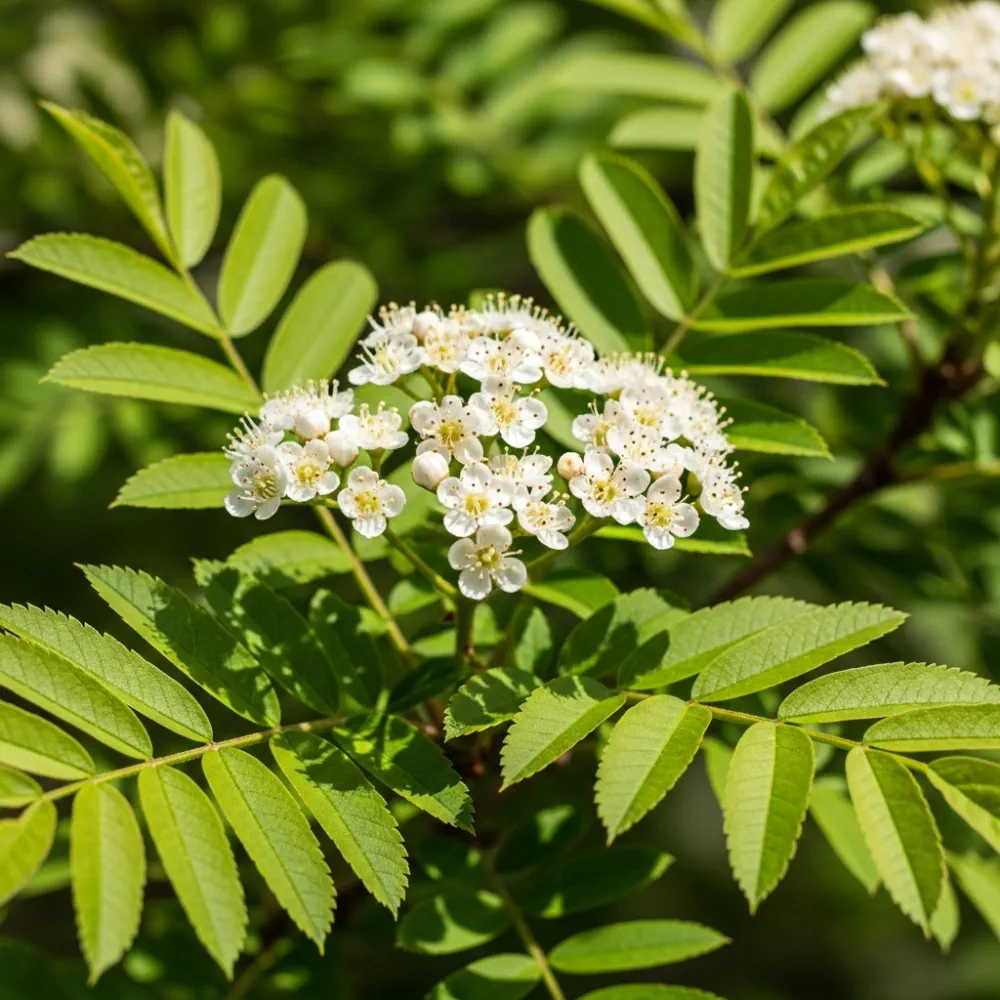 8ft Half-Standard Vilmorin's Rowan Tree | Mature Sorbus Vilmorinii | 6/8cm Girth | Grown in 40L Airpot - Image 2