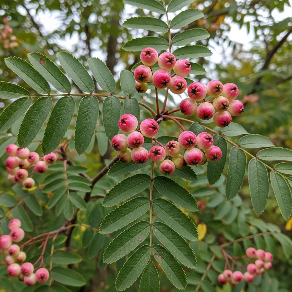 8ft Half-Standard Vilmorin's Rowan Tree | Mature Sorbus Vilmorinii | 6/8cm Girth | Grown in 40L Airpot - Image 3