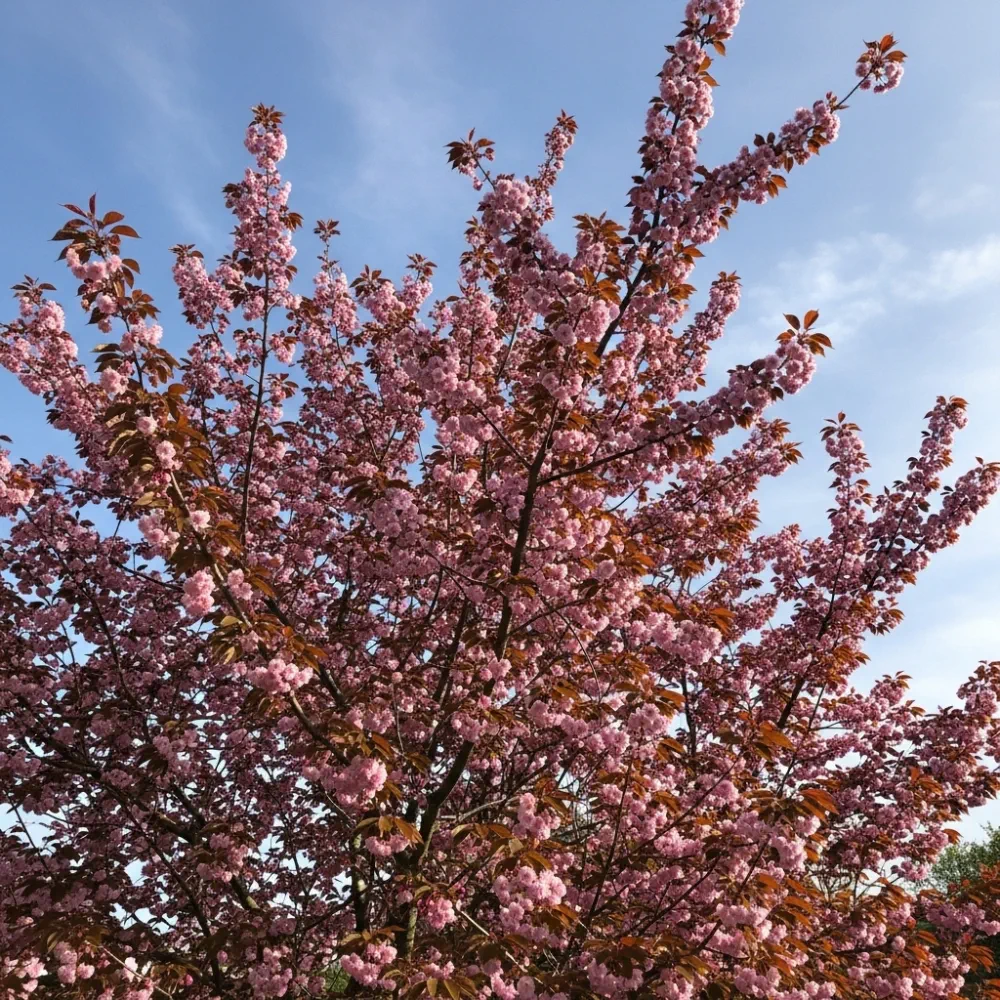 8ft Standard 'Royal Burgundy' Purple Leaf Cherry Blossom Tree | Mature Bare Root | 8/10cm Girth - Image 2