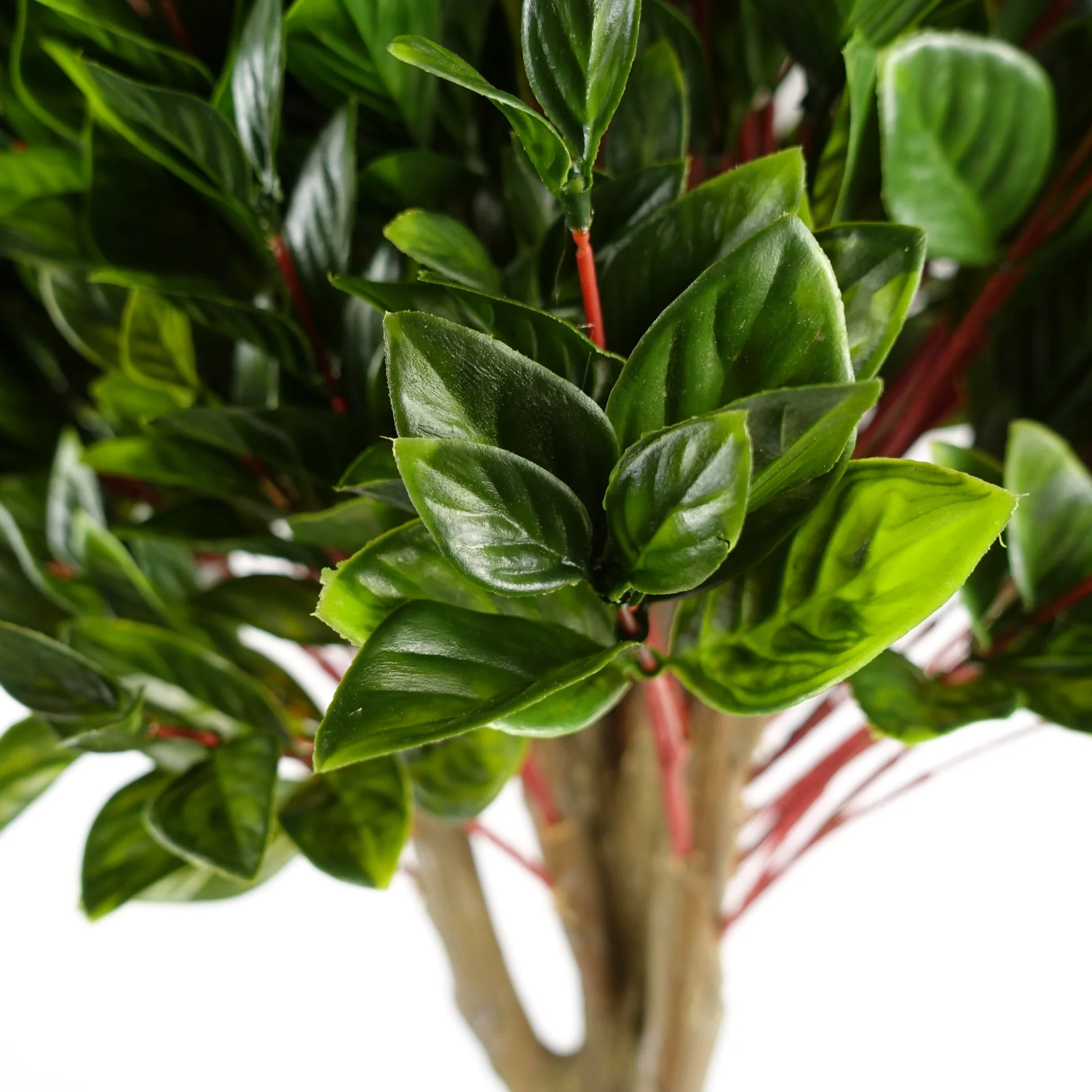 90cm UV Resistant Gloxinia Single Ball Topiary with 1608 Leaves and Natural Trunk - Image 3