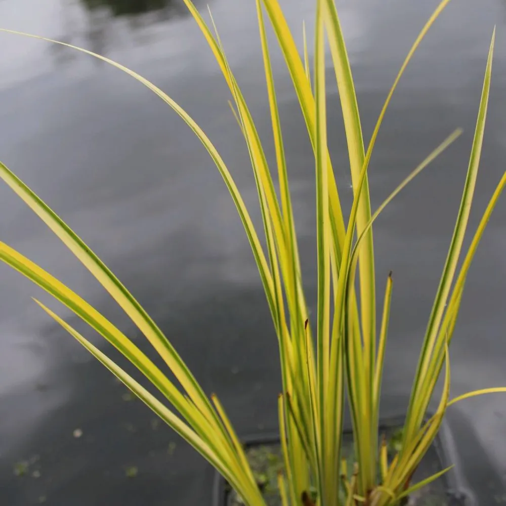 Acorus?gramineus?Ogon | Golden dwarf sweet flag | Marginal Plant - Image 3