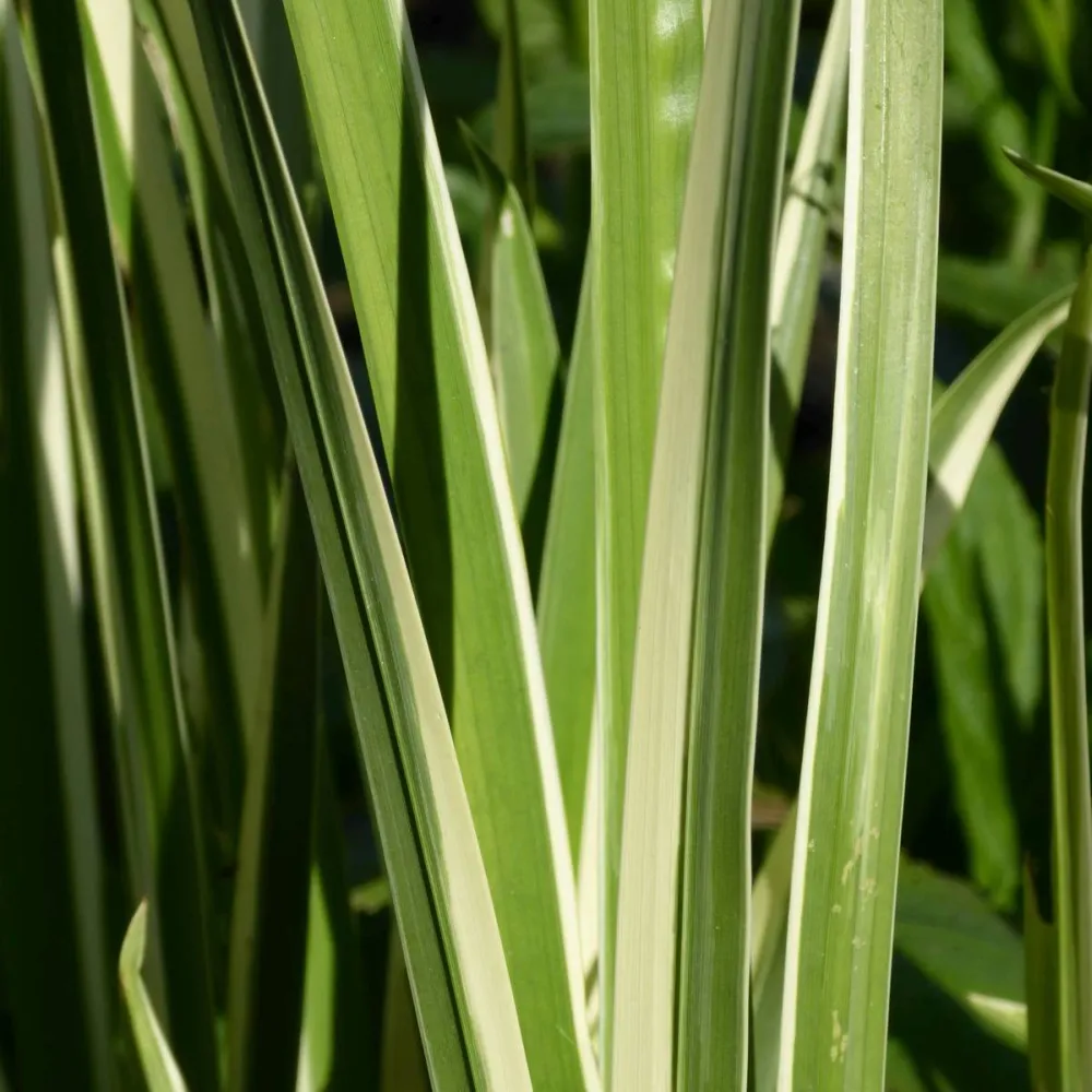 Acorus?gramineus?Variegatus | Variegated dwarf sweet flag | Marginal Plant - Image 3